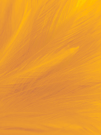 Beautiful abstract yellow feathers on white background, yellow feather texture on yellow pattern and yellow background, yellow feather background, yellow bannersの写真素材