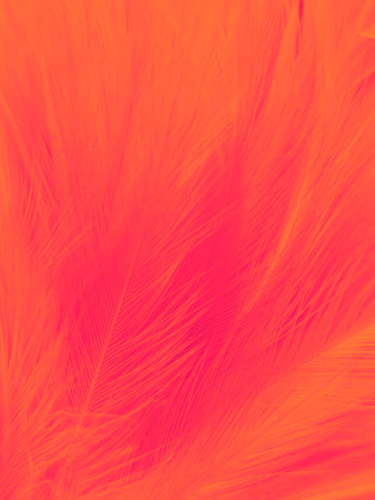 Beautiful abstract orange feathers on white background, feather background, orange bannersの写真素材