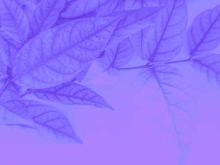 Purple leaves with soft focus, abstract background for your design.の写真素材