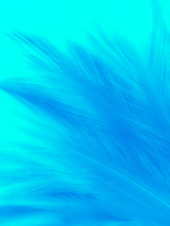 Beautiful abstract blue feathers on blue background, blue feather texture on blue pattern, blue background, feather wallpaper, blue bannersの写真素材