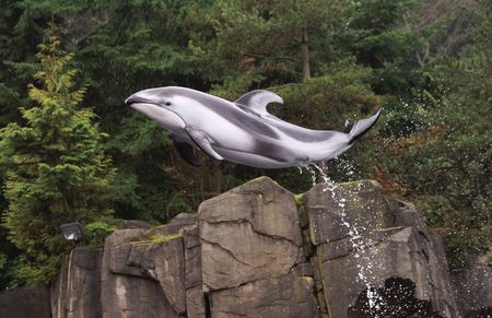 Dolphin              の写真素材