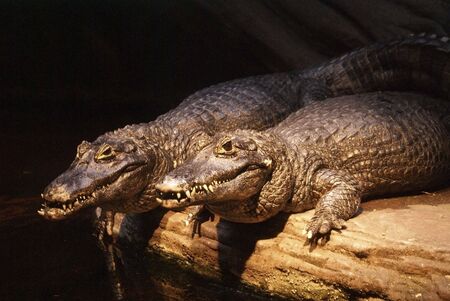 Crocodiles                    の写真素材