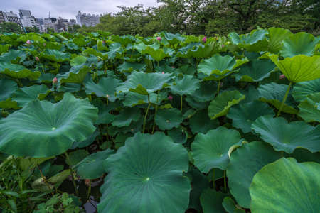 Taito-ku, Tokyo - July 27, 2017: Water lilies at Lotus pond (Hasu no Ike) within Shinobazu pond (Shinobazu no Ike) Located on the Benten Island in Ueno Park.のeditorial素材