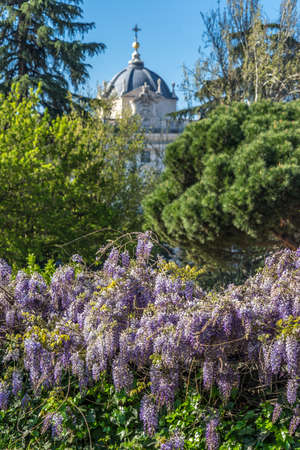 Wisteria plants (Wisteria sinensis) downtown Madrid, Spain. Royal palace in the background.のeditorial素材