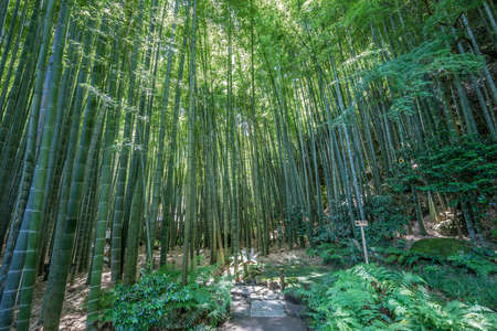 Kamakura, Japan. August 15, 2015. Grove of moso bamboo zen garden at Hokoku-ji temple from Kencho-ji school of the Rinzai sect of Zen Buddhism. Famous for its bamboo garden, it is also known as "Bamboo Temple"のeditorial素材