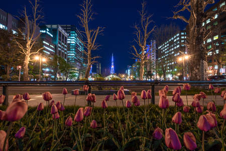 Sapporo, Hokkaido, Japan. May 09, 2016. Night view of Odori Park tulips garden, with Sapporo TV tower in the background.のeditorial素材