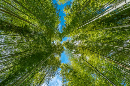 Narrow path, Shuzenji corridor of  beautiful Bamboo Forest near Katsura bridge over Kitamata River...