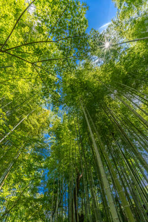 Narrow path, Shuzenji corridor of  beautiful Bamboo Forest near Katsura bridge over Kitamata River Located in Izu City, Shizuoka Prefecture