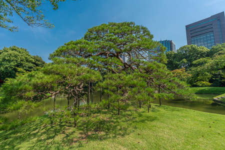 Tokyo, Bunkyo Ward - August 04, 2018 : Daisensui pond at Koishikawa Korakuen Gardenのeditorial素材