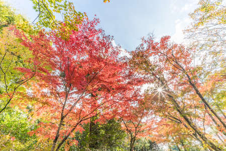 Momiji (Maple tree) Autnum leaves and fall foliage landscape in Arashiyama forest, Kyoto, Japan