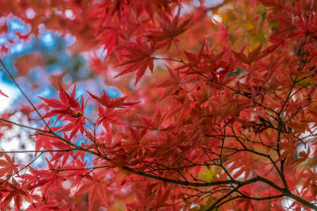 Autumn leaves, Fall foliage of Maple trees (Momiji) at Japanese strolling garden (kaiyu-shiki-teien) of Rokuon-ji,commonly known as the Golden Pavilion (Kinkakuji)の写真素材