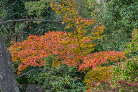 Autumn leaves, Fall foliage of Maple trees (Momiji) at Japanese strolling garden (kaiyu-shiki-teien)...
