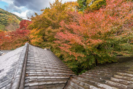 Momiji (Japanese Maple tree) Acer Palmatum,  Autnum leaves, fall foliage forest landscape near Ruriko-in Komyo-ji temple. Located in Sakyo ward, Kyoto, Japanの写真素材