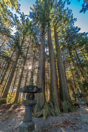 Ancient Cedar, pine trees and Ishidoro (Stone Lanterns) on the path to Kitaguchi Hongu Fuji Sengen...