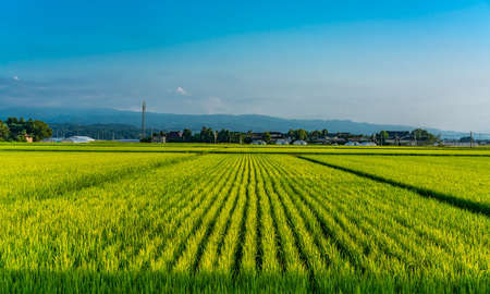 Rice fields in Tsuruoka, Yamagata Prefecture, Japanの写真素材