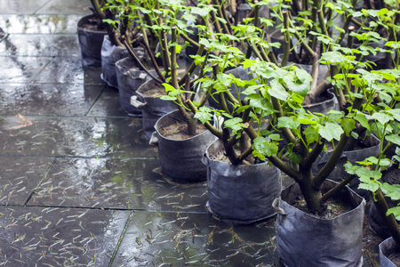Potted Green Plants Waiting to be Planted or Transferred into Soils or Garden for Landscape.の写真素材