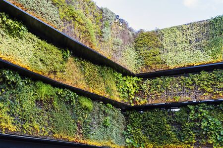 Internal Corner Of Vertical Green Wall With Lighting.の写真素材