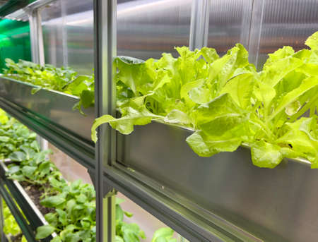Growing Vegetables and Salad Leaves the Polycarbonate High-tech Indoor Greenhouse the Aluminum Shelves Under Artificial Light.の写真素材