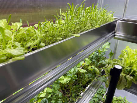 Growing Vegetables and Salad Leaves the Polycarbonate High-tech Indoor Greenhouse the Aluminum Shelves Under Artificial Light.の写真素材