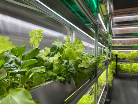 Growing Vegetables and Salad Leaves the Polycarbonate High-tech Indoor Greenhouse the Aluminum Shelves Under Artificial Light.の写真素材