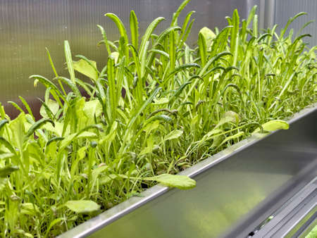 Growing Vegetables and Salad Leaves the Polycarbonate High-tech Indoor Greenhouse the Aluminum Shelves Under Artificial Light.の写真素材