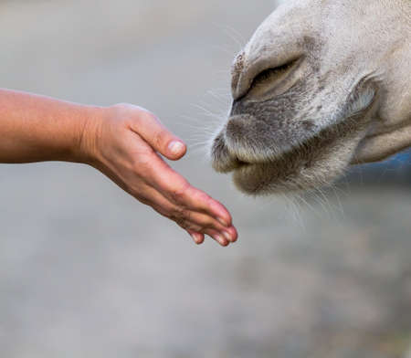 Camel smelling a man's hand, which he handed to himの写真素材