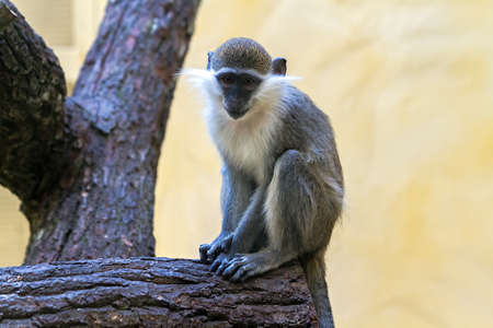 gray monkey sad look in your eyesの写真素材