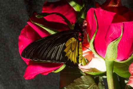 Unusual tropical butterflies in non-standard environments and lightingの写真素材