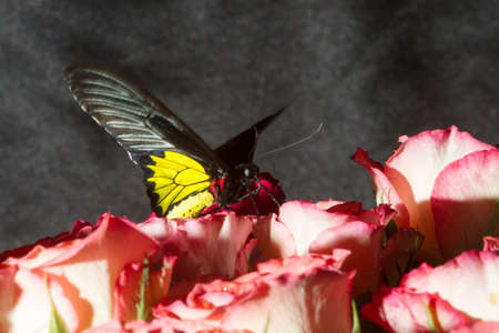 Unusual tropical butterflies in non-standard environments and lightingの写真素材