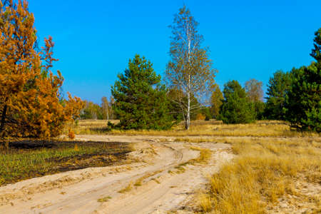 Yellow leaves of trees and beautiful sunshine in October, makes the landscape painted in the color of goldの写真素材