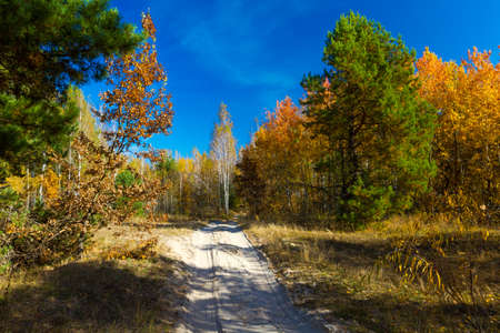 Yellow leaves of trees and beautiful sunshine in October, makes the landscape painted in the color of goldの写真素材