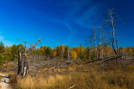 Yellow leaves of trees and beautiful sunshine in October, makes the landscape painted in the color of goldの写真素材
