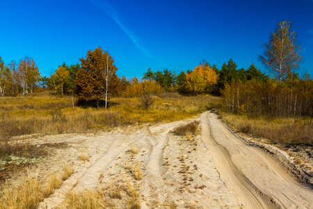 Yellow leaves of trees and beautiful sunshine in October, makes the landscape painted in the color of goldppの写真素材
