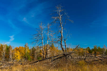 Yellow leaves of trees and beautiful sunshine in October, makes the landscape painted in the color of goldの写真素材