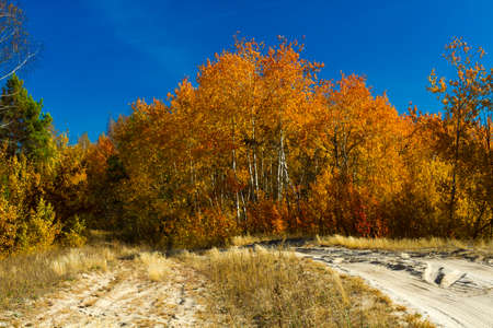 Yellow leaves of trees and beautiful sunshine in October, makes the landscape painted in the color of goldの写真素材