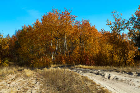 Yellow leaves of trees and beautiful sunshine in October, makes the landscape painted in the color of goldの写真素材