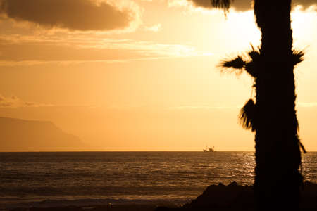 Sunset over the ocean colored sky in sepia. In the foreground - the outlines of palm trees. In the...