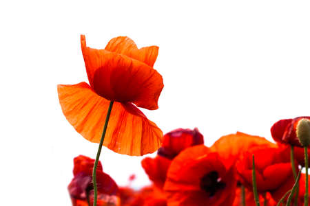 The huge field of red poppies flowers. Sun and clouds. Close-up. White backgroundの写真素材