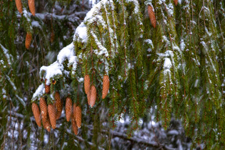 Spruce - a conifer, endemic Carpathians. Especially nicely is winter under the snow. His legs dangle from top to bottom, and its cones are very beautiful, and something like a cigar.の写真素材