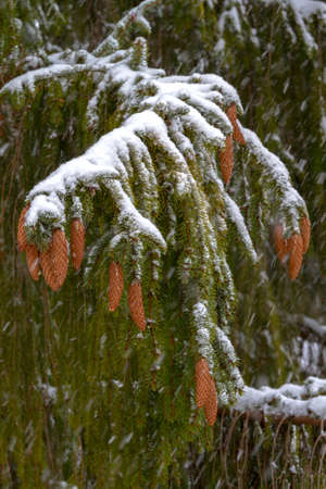 Spruce - a conifer, endemic Carpathians. Especially nicely is winter under the snow. His legs dangle from top to bottom, and its cones are very beautiful, and something like a cigar.の写真素材