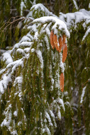Spruce - a conifer, endemic Carpathians. Especially nicely is winter under the snow. His legs dangle from top to bottom, and its cones are very beautiful, and something like a cigar.の写真素材