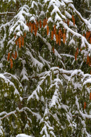 Spruce - a conifer, endemic Carpathians. Especially nicely is winter under the snow. His legs dangle from top to bottom, and its cones are very beautiful, and something like a cigar.の写真素材