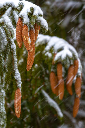 Spruce - a conifer, endemic Carpathians. Especially nicely is winter under the snow. His legs dangle from top to bottom, and its cones are very beautiful, and something like a cigar.の写真素材