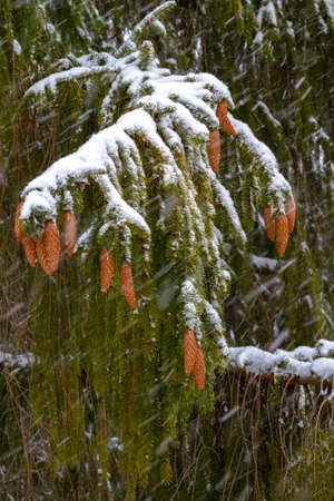 Spruce - a conifer, endemic Carpathians. Especially nicely is winter under the snow. His legs dangle from top to bottom, and its cones are very beautiful, and something like a cigar.の写真素材