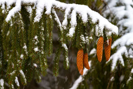 Spruce - a conifer, endemic Carpathians. Especially nicely is winter under the snow. His legs dangle from top to bottom, and its cones are very beautiful, and something like a cigar.の写真素材