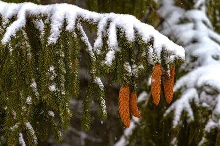 Spruce - a conifer, endemic Carpathians. Especially nicely is winter under the snow. His legs dangle from top to bottom, and its cones are very beautiful, and something like a cigar.の写真素材