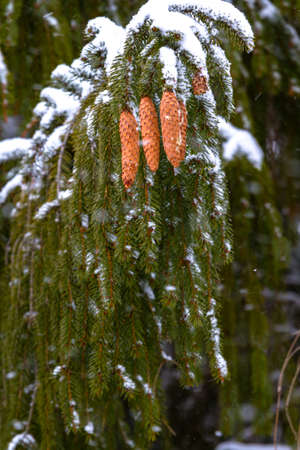 Spruce - a conifer, endemic Carpathians. Especially nicely is winter under the snow. His legs dangle from top to bottom, and its cones are very beautiful, and something like a cigar.の写真素材