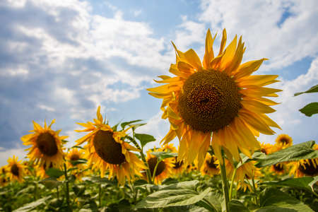 A huge field of yellow mature sunflowers. Partly cloudy. View of the sunflowers and a lot of close-up.の写真素材