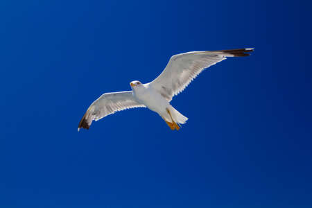 Many different species of seagulls circling around the ship, waiting for them to throw a piece of pastryの写真素材