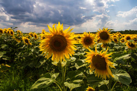 A huge field of yellow mature sunflowers. Partly cloudy. View of the sunflowers and a lot of close-up.の写真素材
